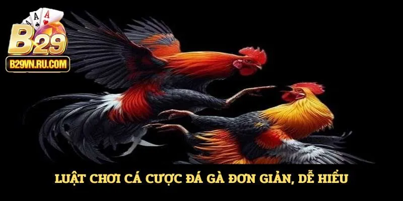 Luật chơi cá cược đá gà đơn giản, dễ hiểu