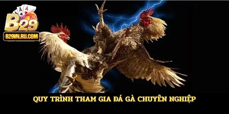 Quy trình tham gia đá gà chuyên nghiệp