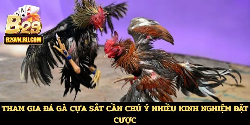 Tham gia đá gà cựa sắt cần chú ý nhiều kinh nghiệm đặt cược