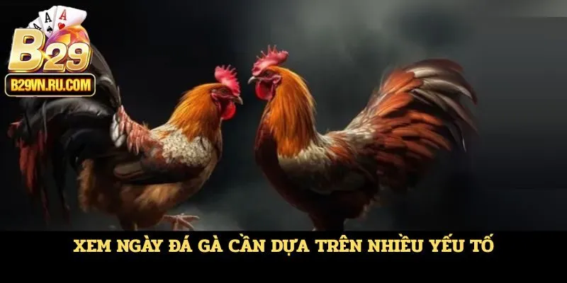 Xem ngày đá gà cần dựa trên nhiều yếu tố
